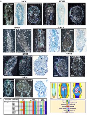 The Armadillo BTB Protein ABAP1 Is a Crucial Player in DNA Replication and Transcription of Nematode-Induced Galls